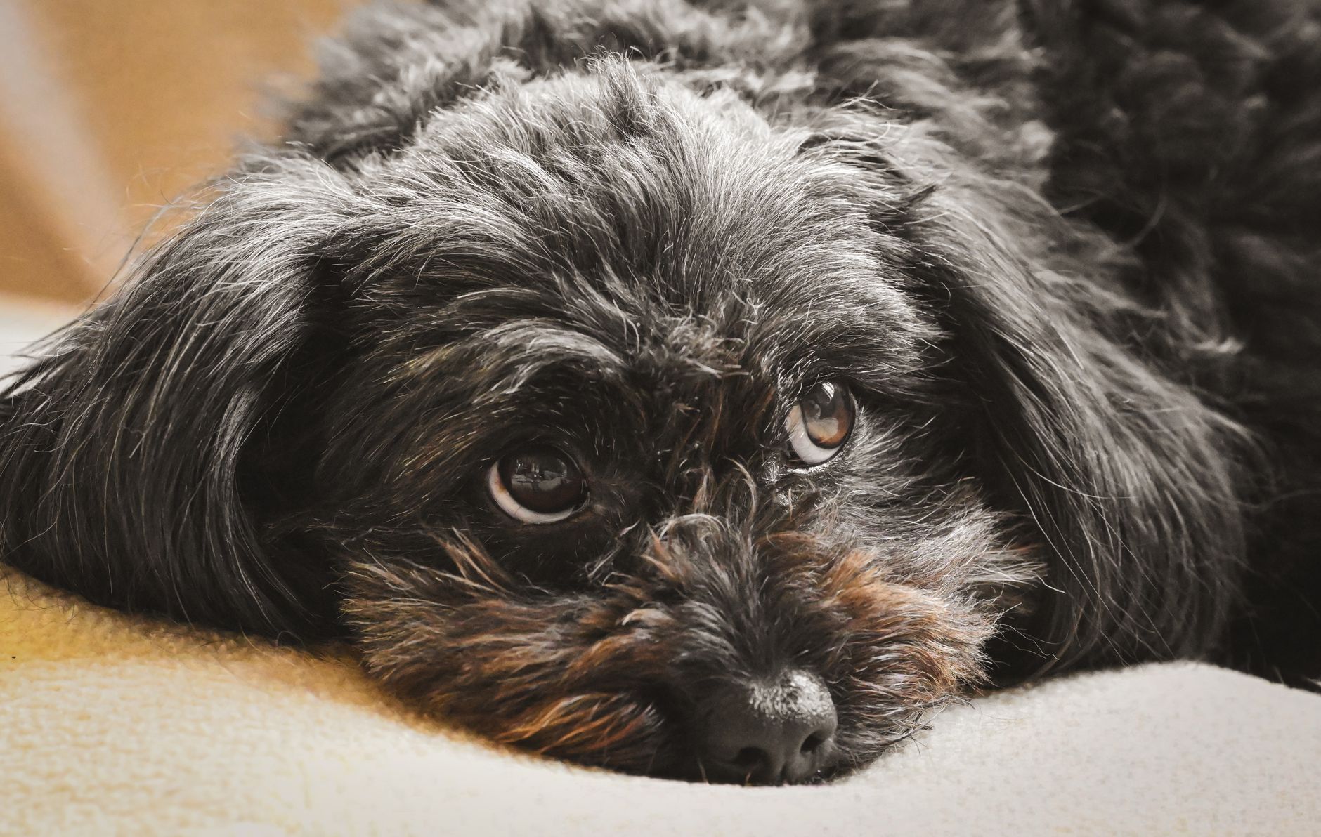 How To Choose The Best Bikejoring Equipment For Your Dog