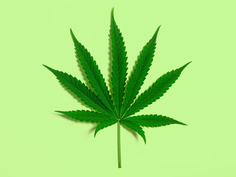 Marijuana Seed Guide for Amateur Planters