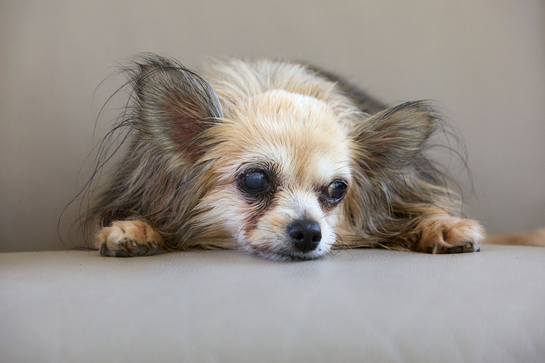 Places To Find Perfect Puppy For Sale